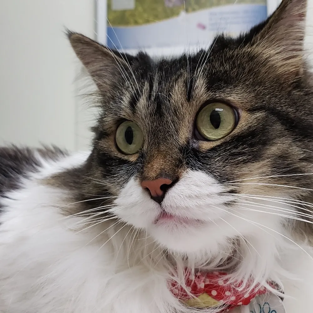 cindyloohoo73.bsky.social's profile picture