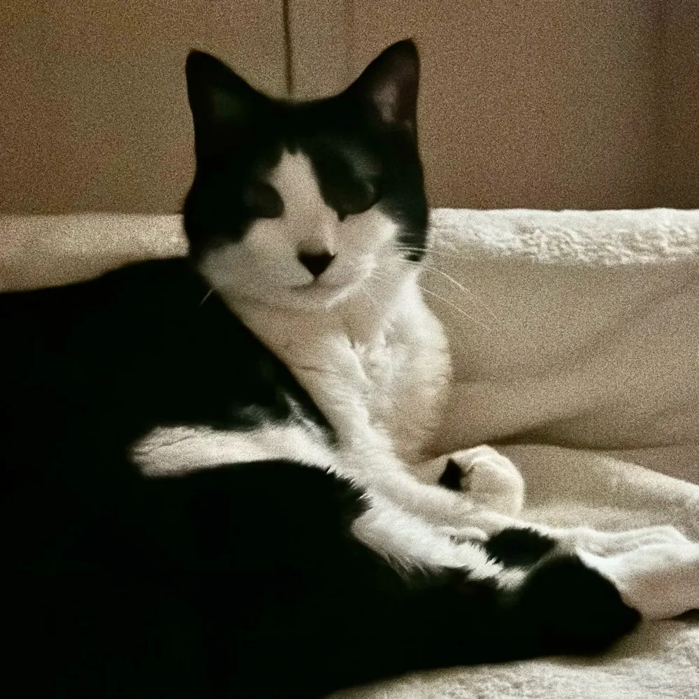 toni0211.bsky.social's profile picture