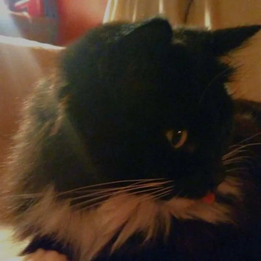 mapperbee.bsky.social's profile picture