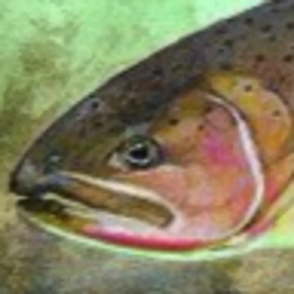 apachetrout.bsky.social's profile picture