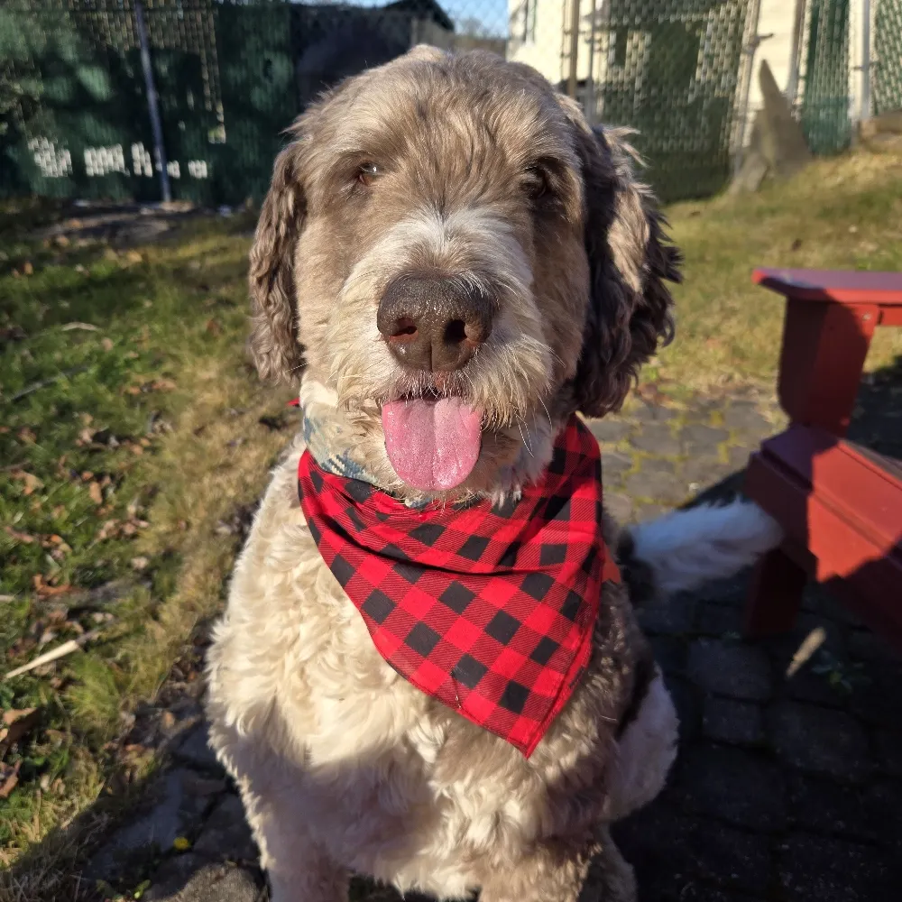 sandylaats.bsky.social's profile picture