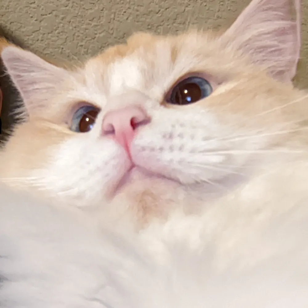 tiddlydump.bsky.social's profile picture