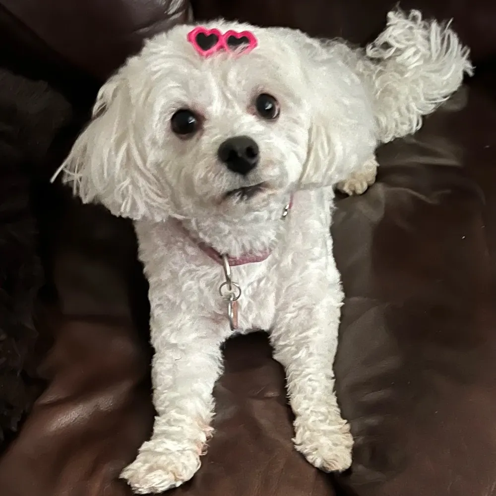 ohmom.bsky.social's profile picture