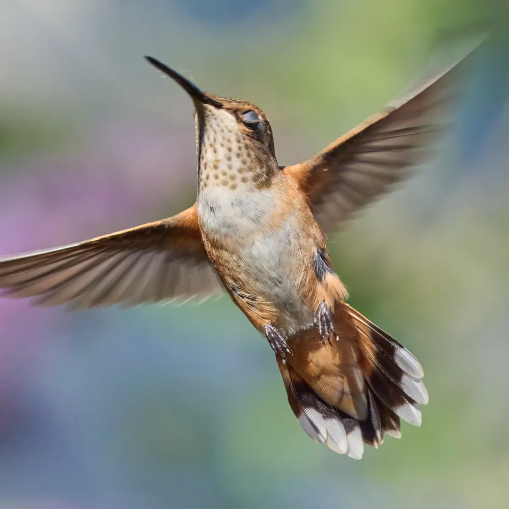 oregonbackyard.bsky.social's profile picture