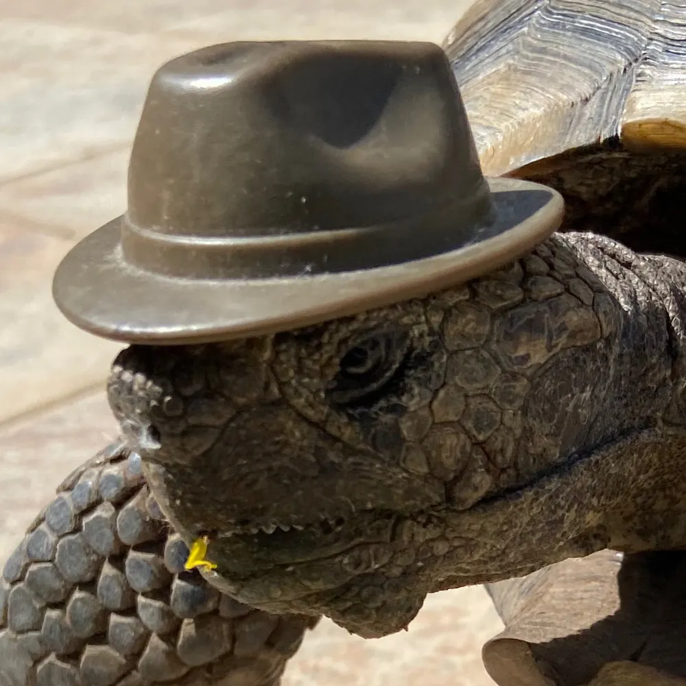 evphillips.bsky.social's profile picture