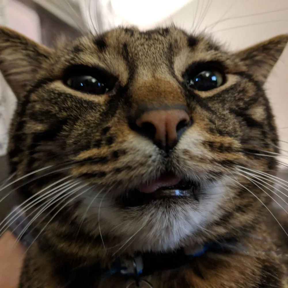 acfoltzer.net's profile picture