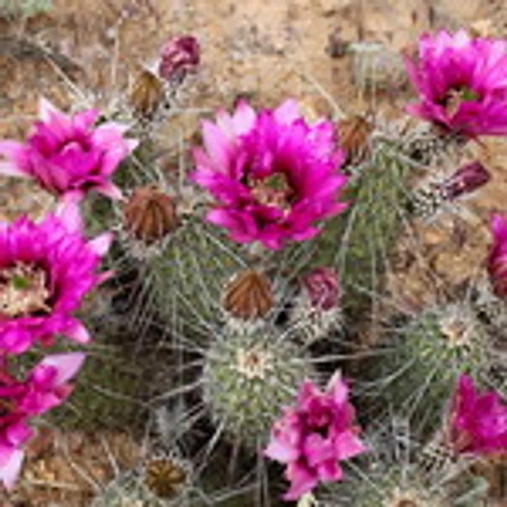 desertthistle.bsky.social's profile picture