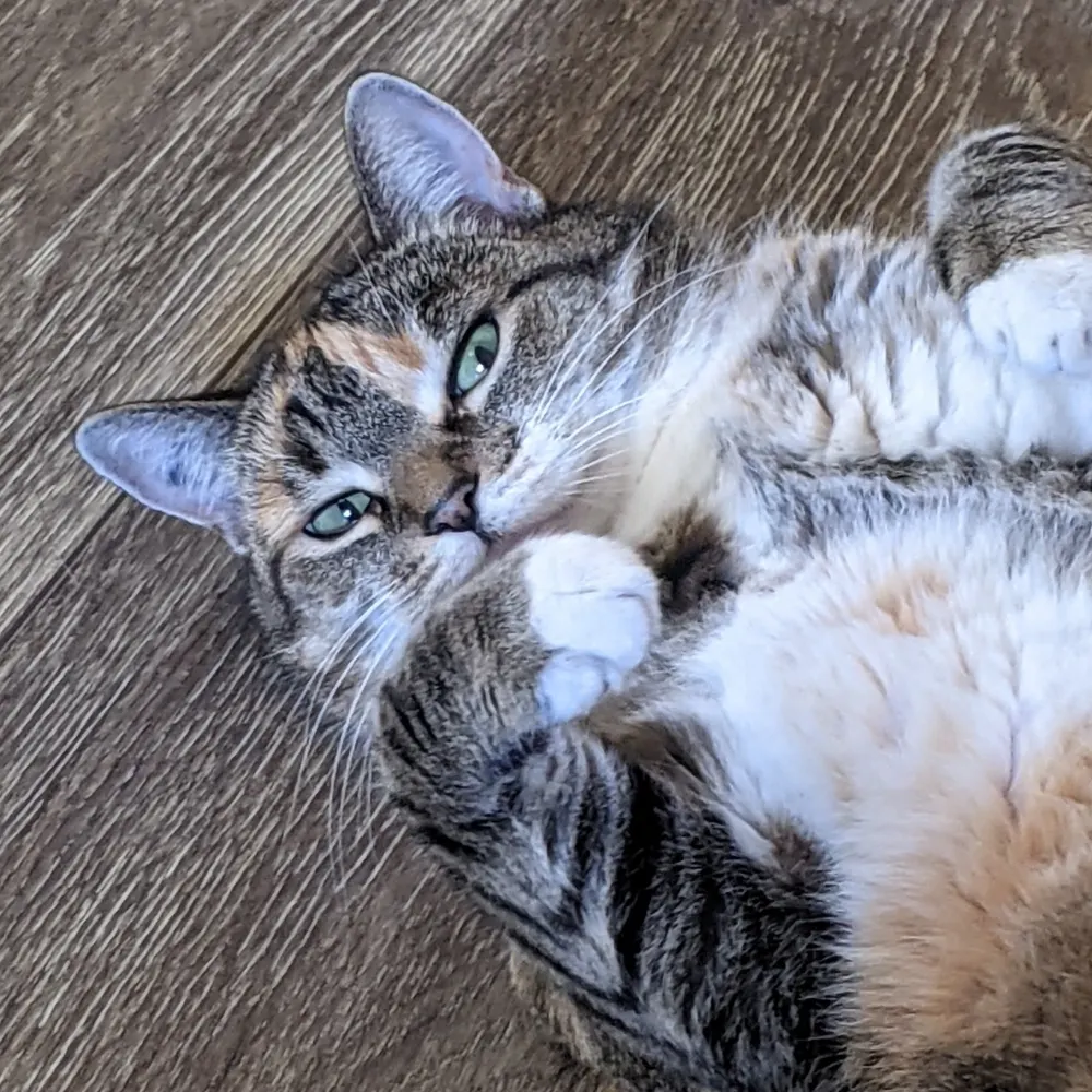 laymandaman.bsky.social's profile picture