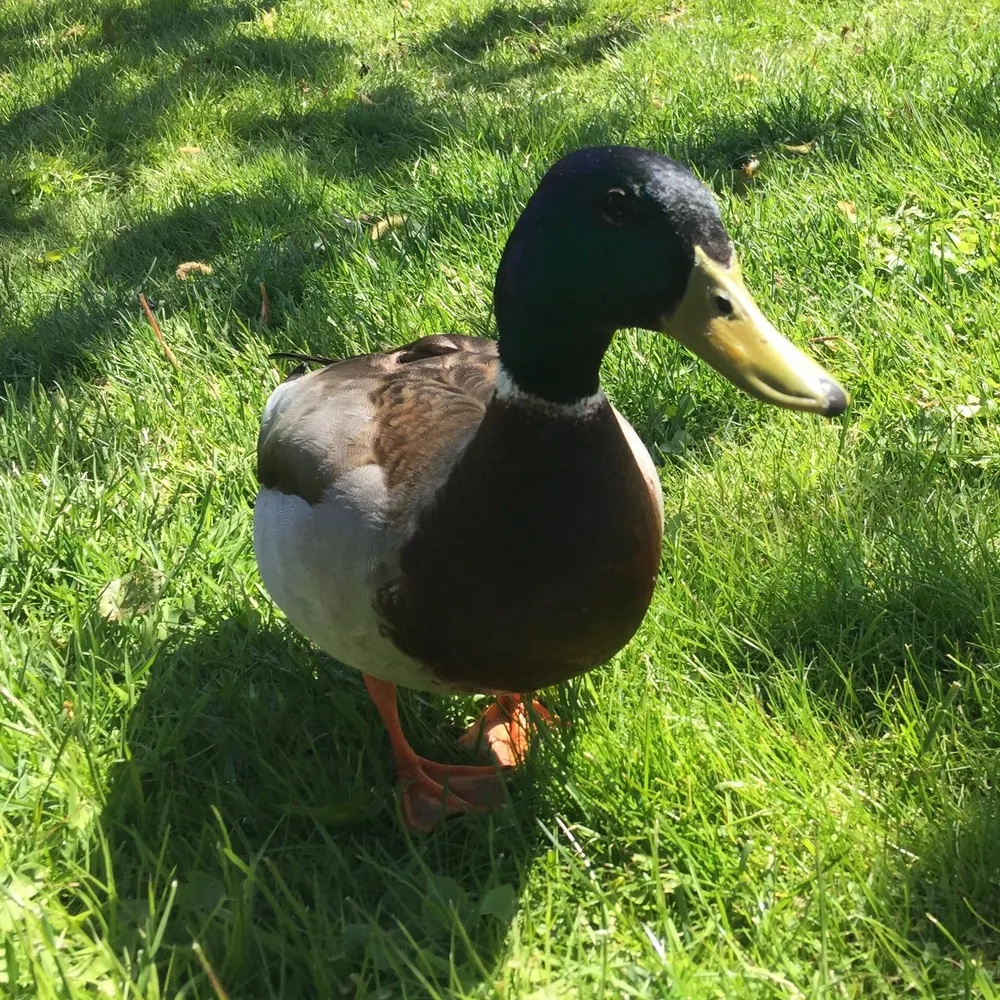 anka213.bsky.social's profile picture