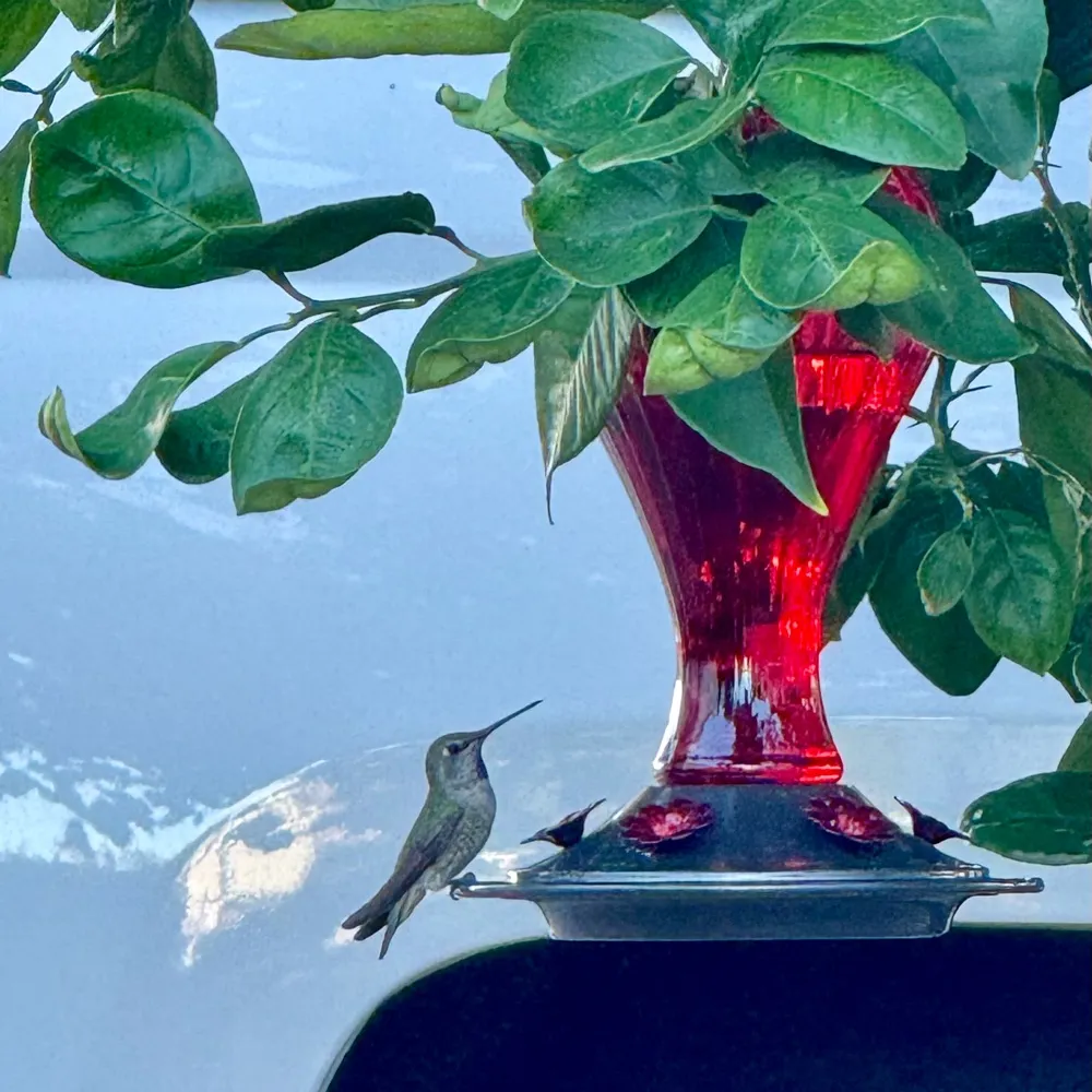 liszs.bsky.social's profile picture