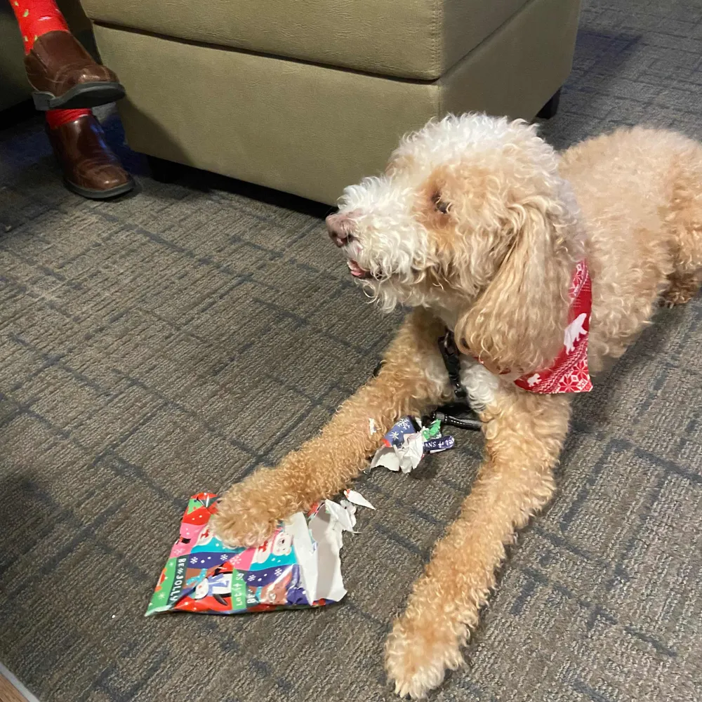 lucystone.bsky.social's profile picture