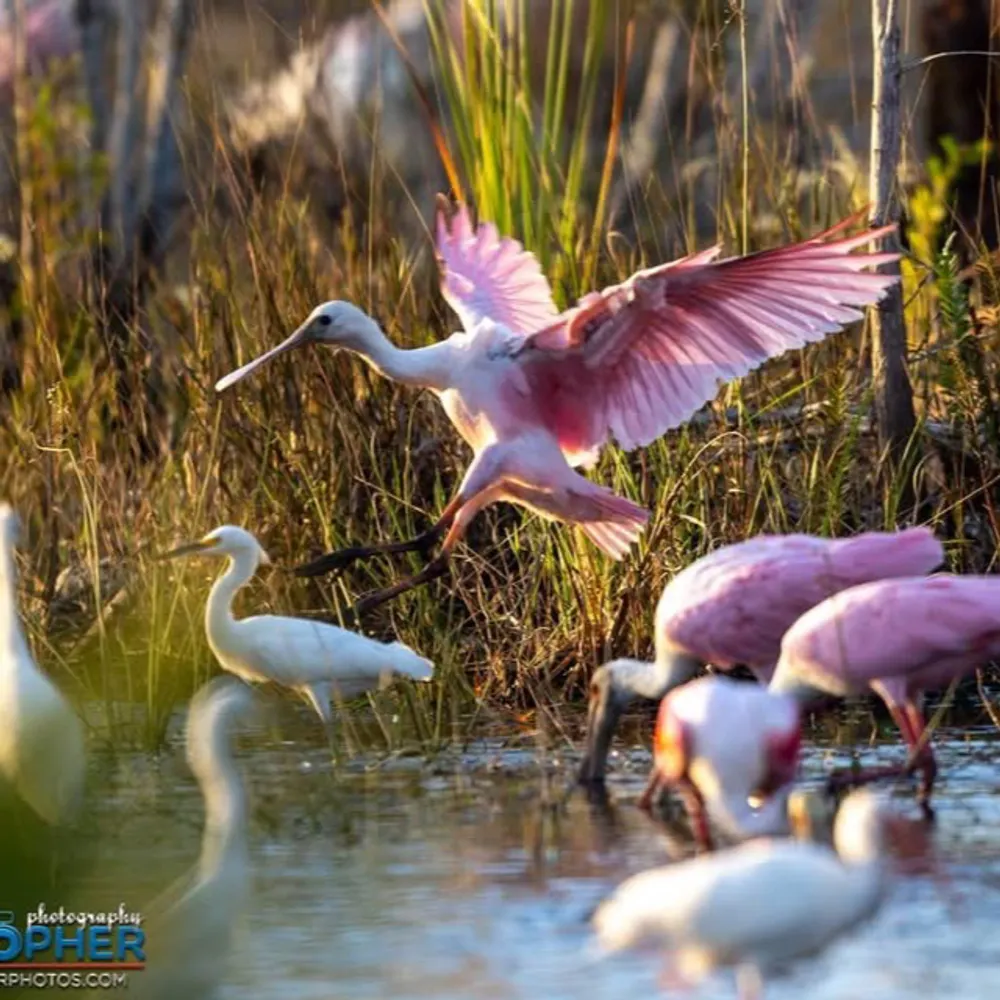 caricorbett100.bsky.social's profile picture