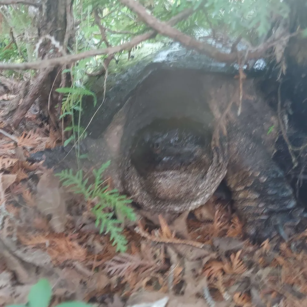 1raisin.bsky.social's profile picture