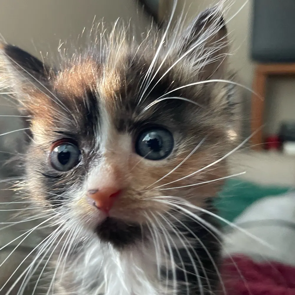 the-cat-guy.bsky.social's profile picture