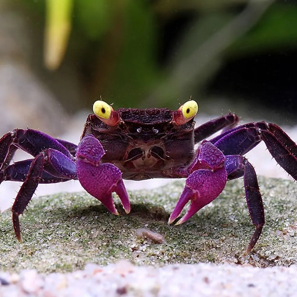 dcleclair.bsky.social's profile picture