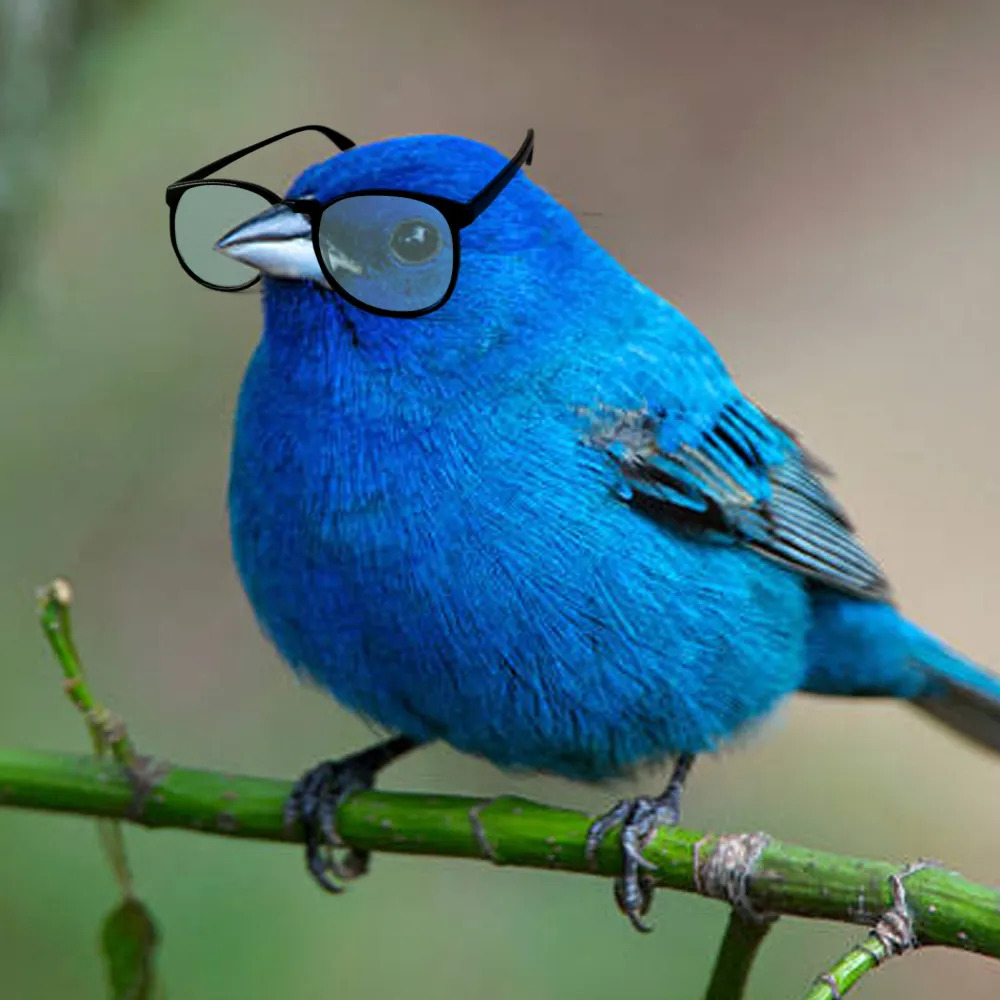 albird.bsky.social's profile picture