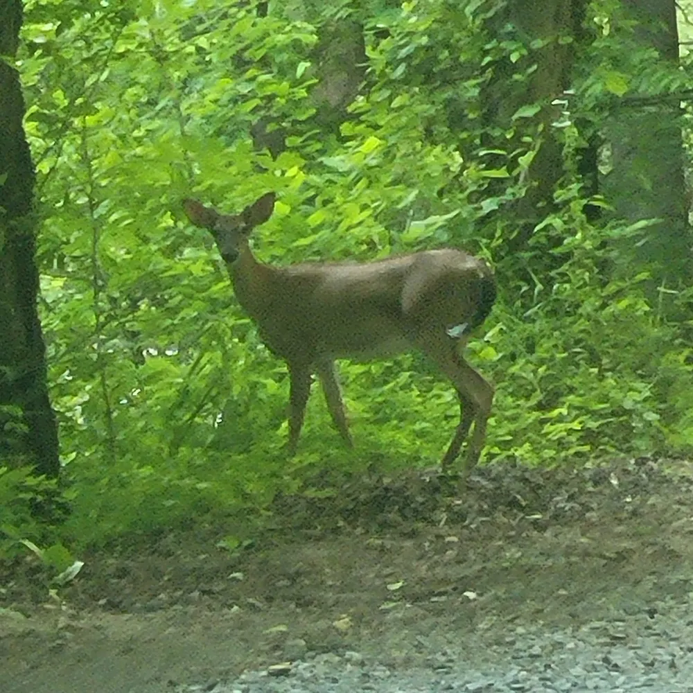 the-shadow-dragon.bsky.social's profile picture