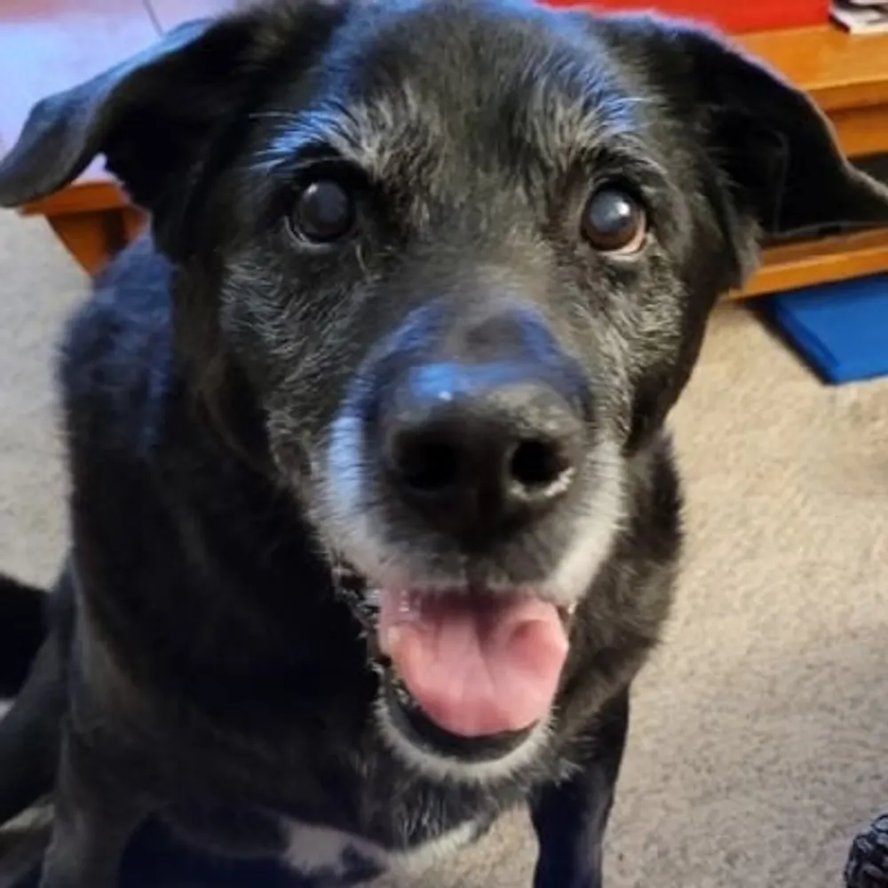 lgp-netwolf.bsky.social's profile picture