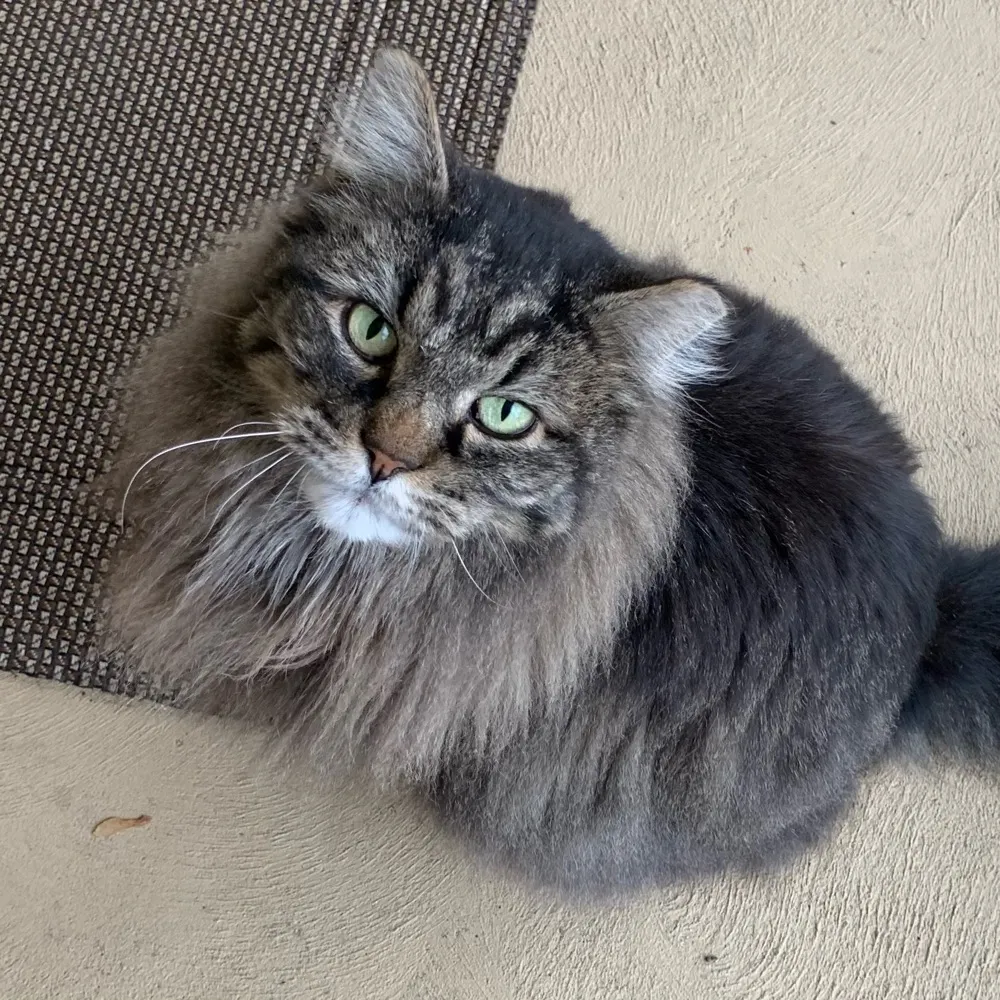 cobonics.bsky.social's profile picture