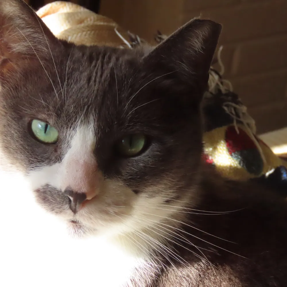 lisap56.bsky.social's profile picture