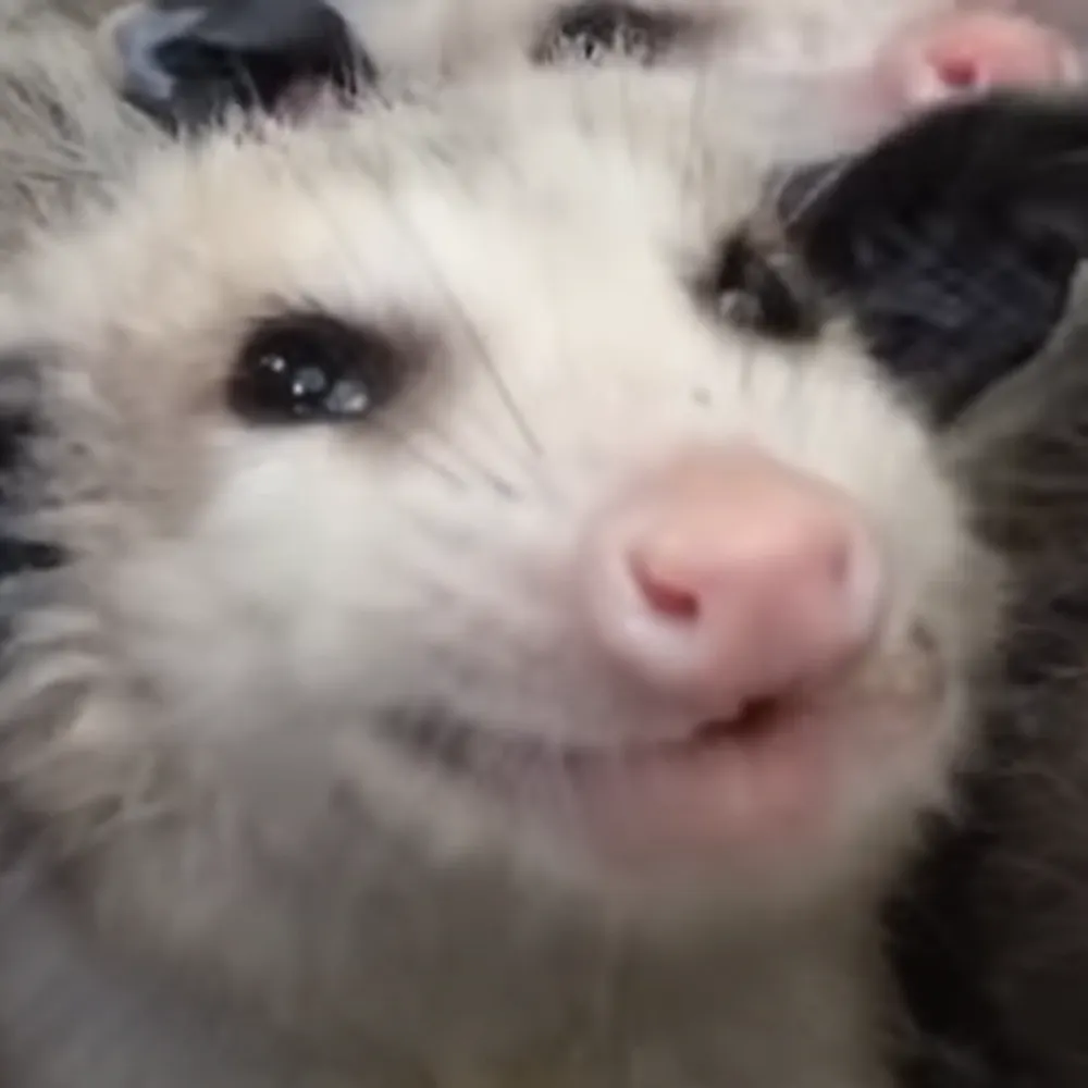 someusername0.bsky.social's profile picture