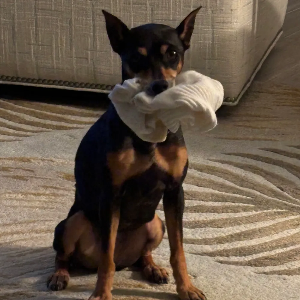 agneso.bsky.social's profile picture