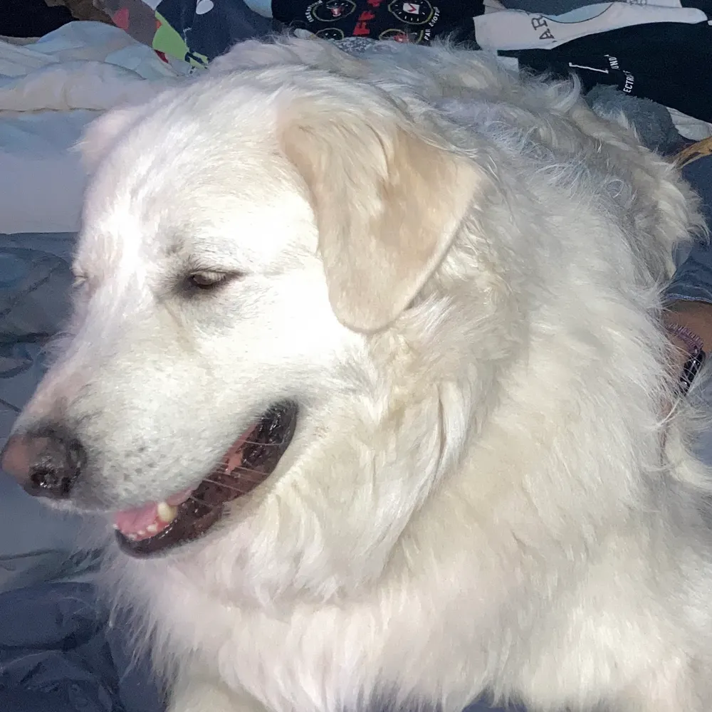 raraweez.bsky.social's profile picture