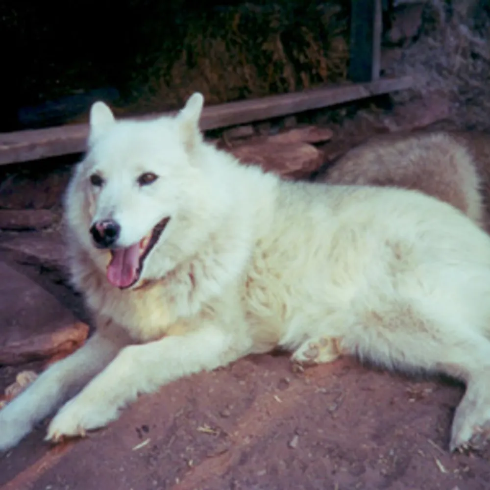 lobacita.bsky.social's profile picture