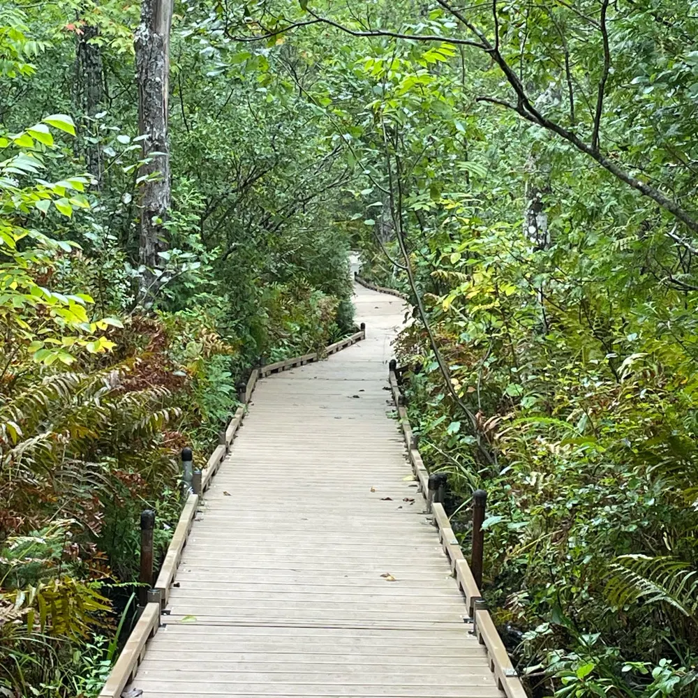 mainebogboy.bsky.social's profile picture