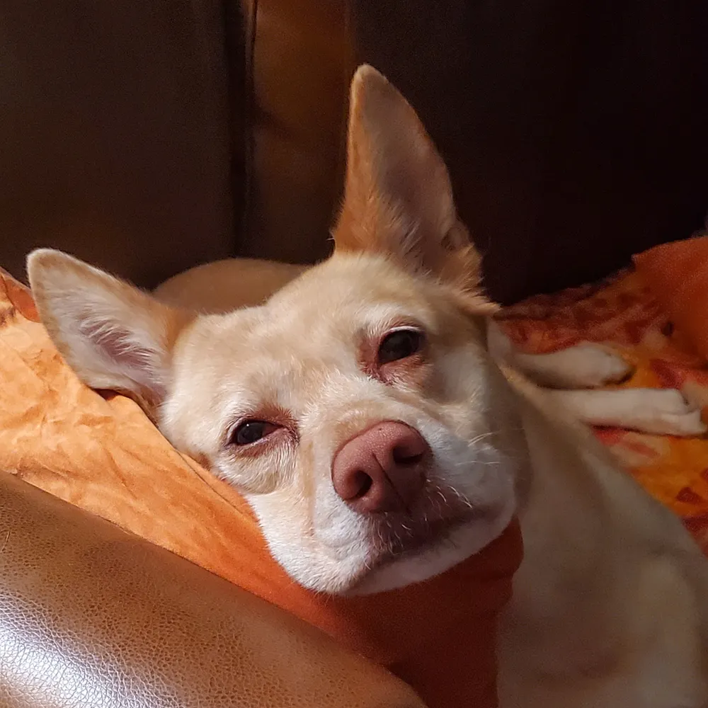 denece.bsky.social's profile picture