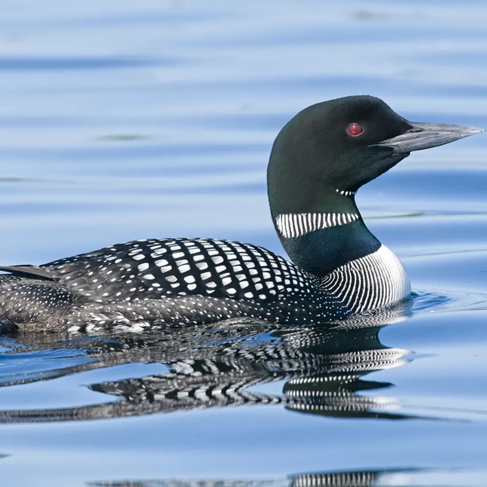 bearpondboy.bsky.social's profile picture