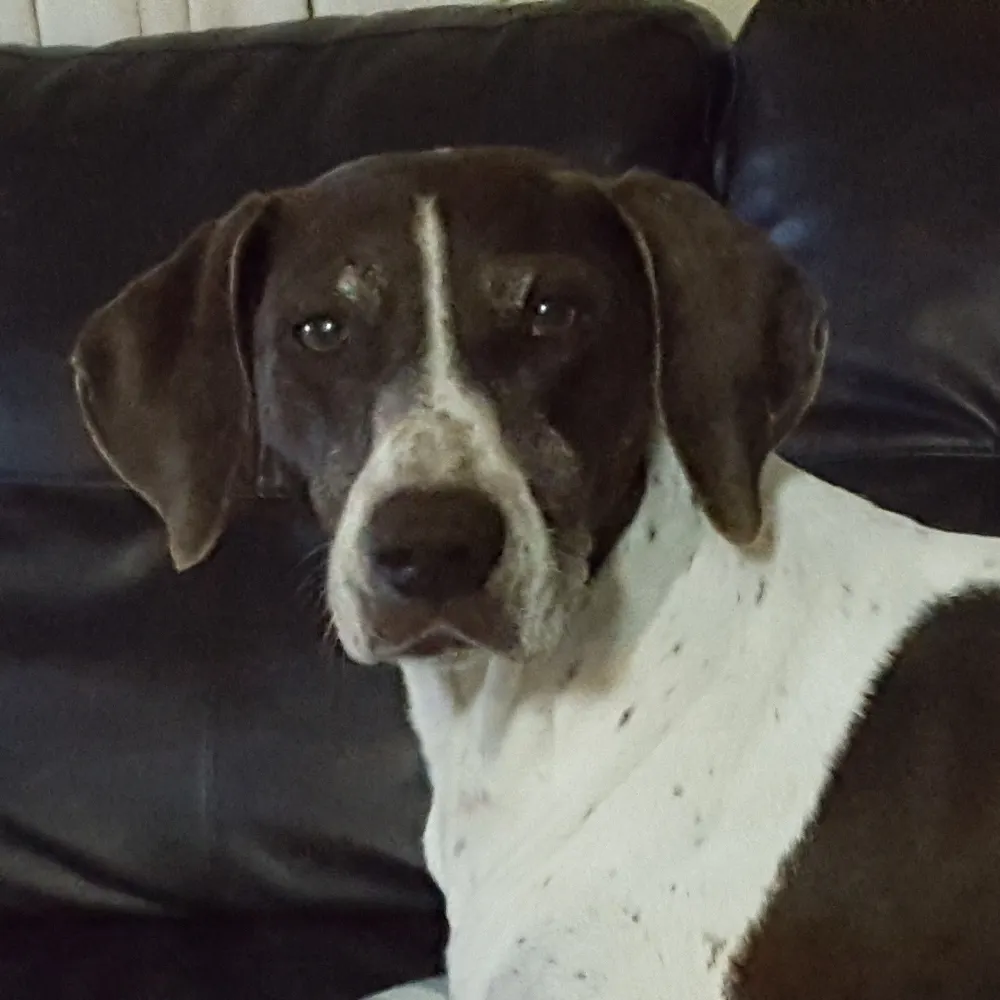 danomanis.bsky.social's profile picture