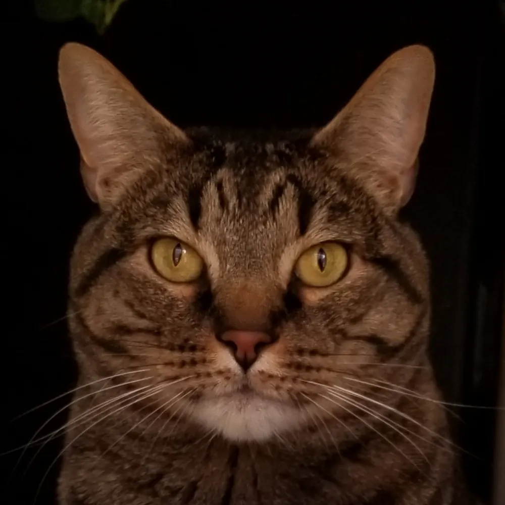 callsignwhisker.bsky.social's profile picture