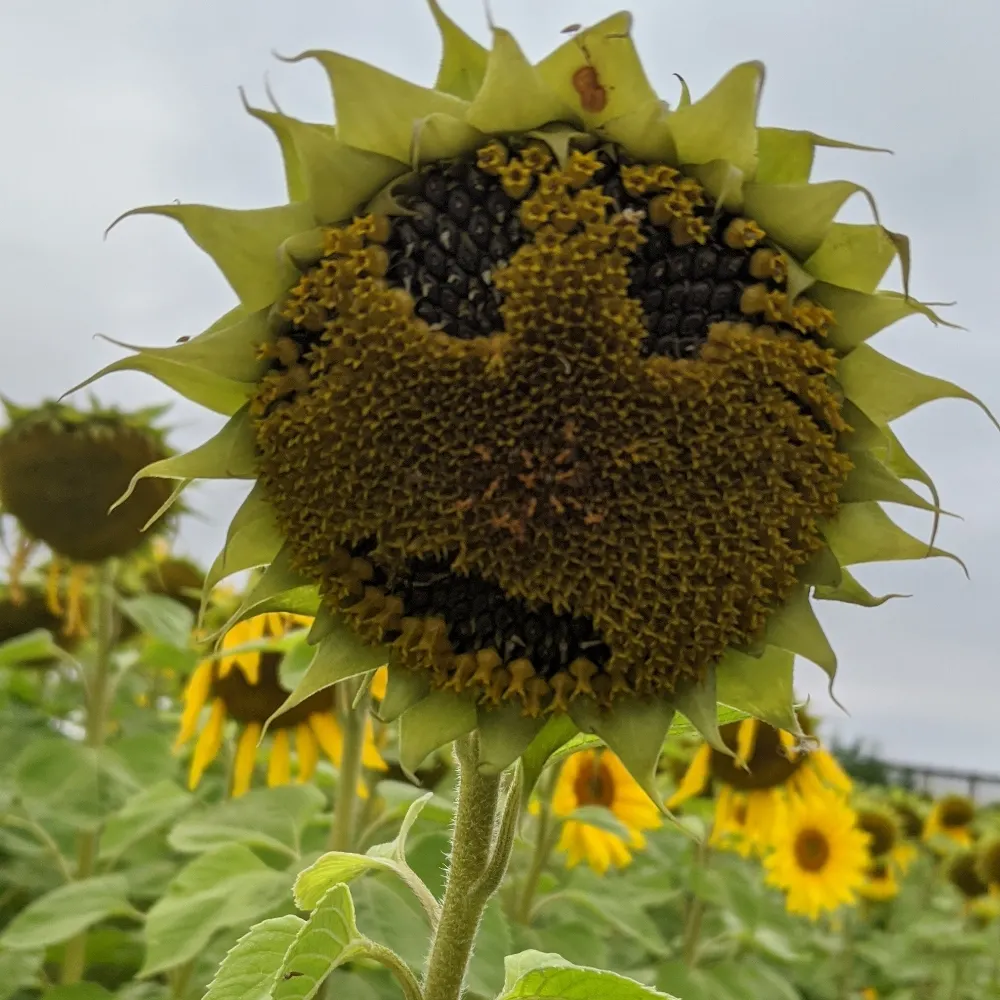 i-had-a-dream.bsky.social's profile picture