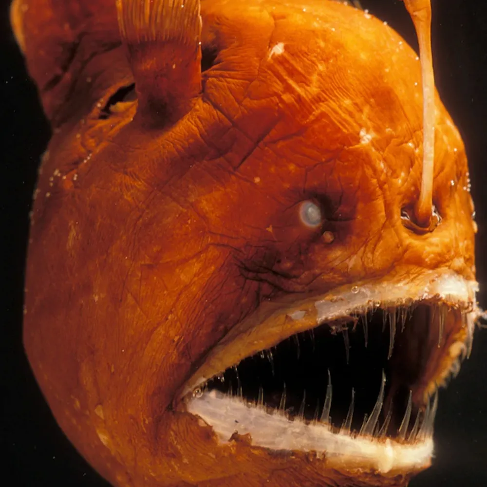 xiane.bsky.social's profile picture