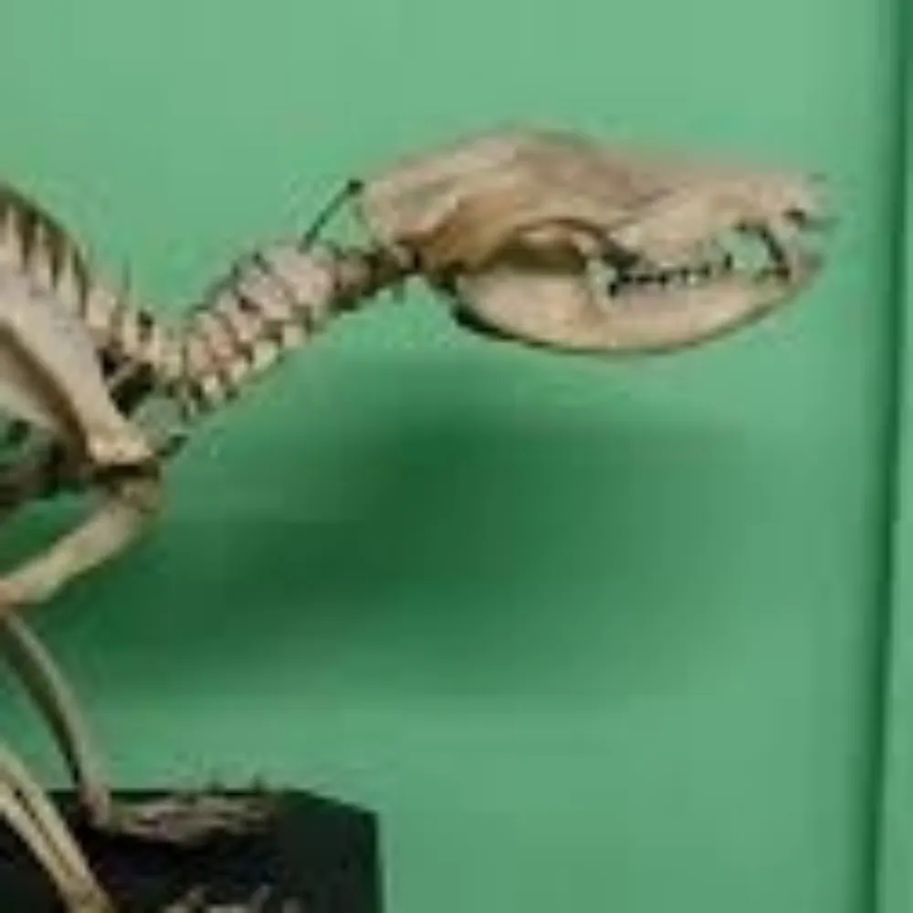 possum-fossil.bsky.social's profile picture