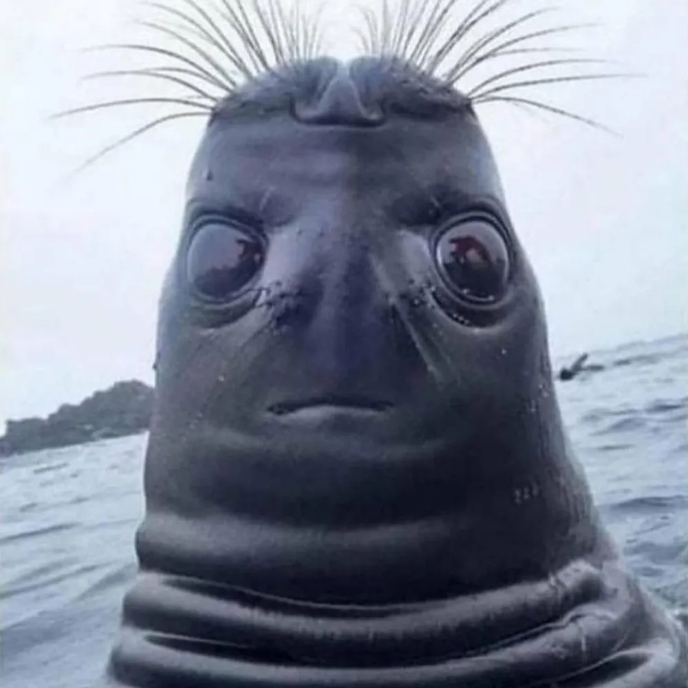 signalofnoise.bsky.social's profile picture