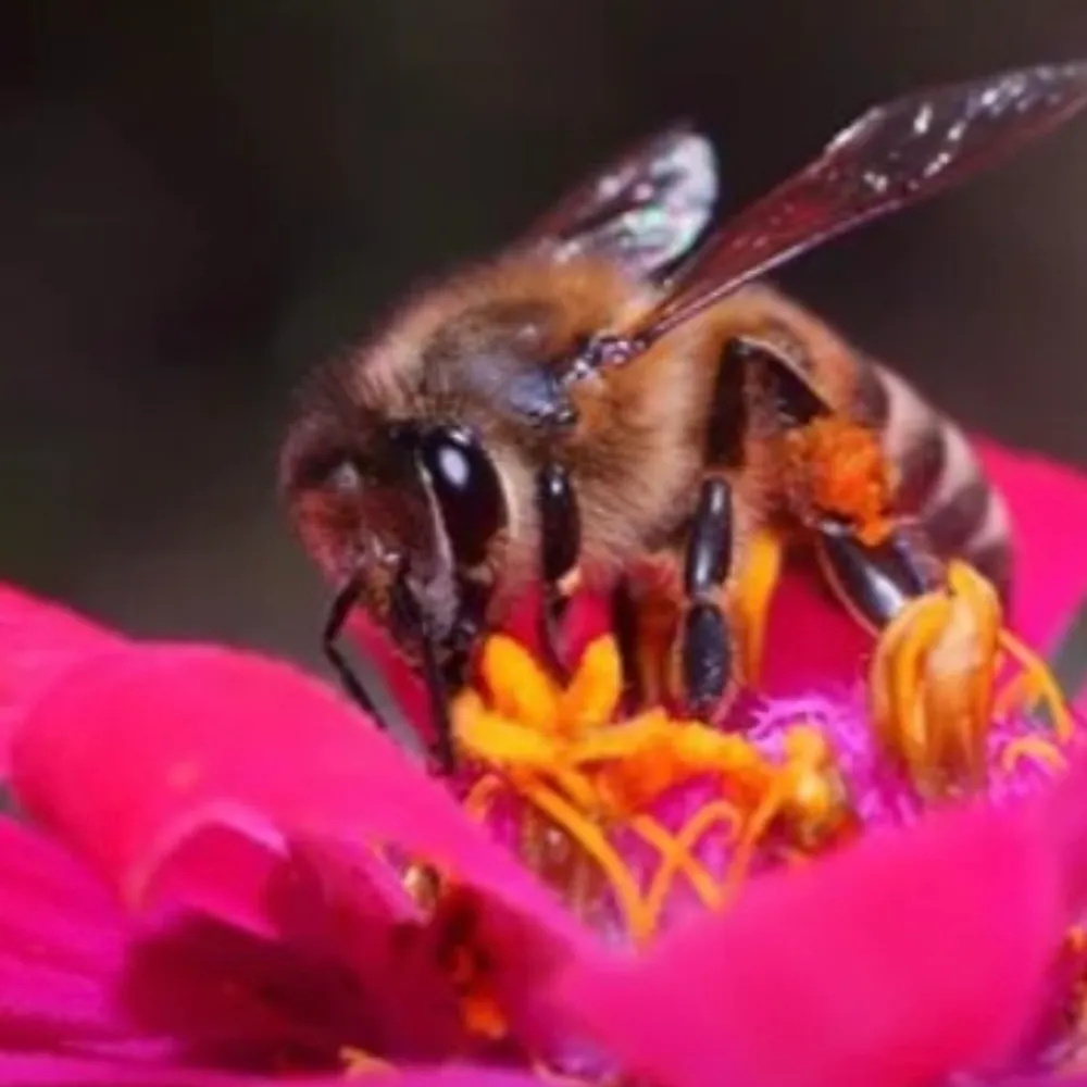 dvorahcristol.bsky.social's profile picture