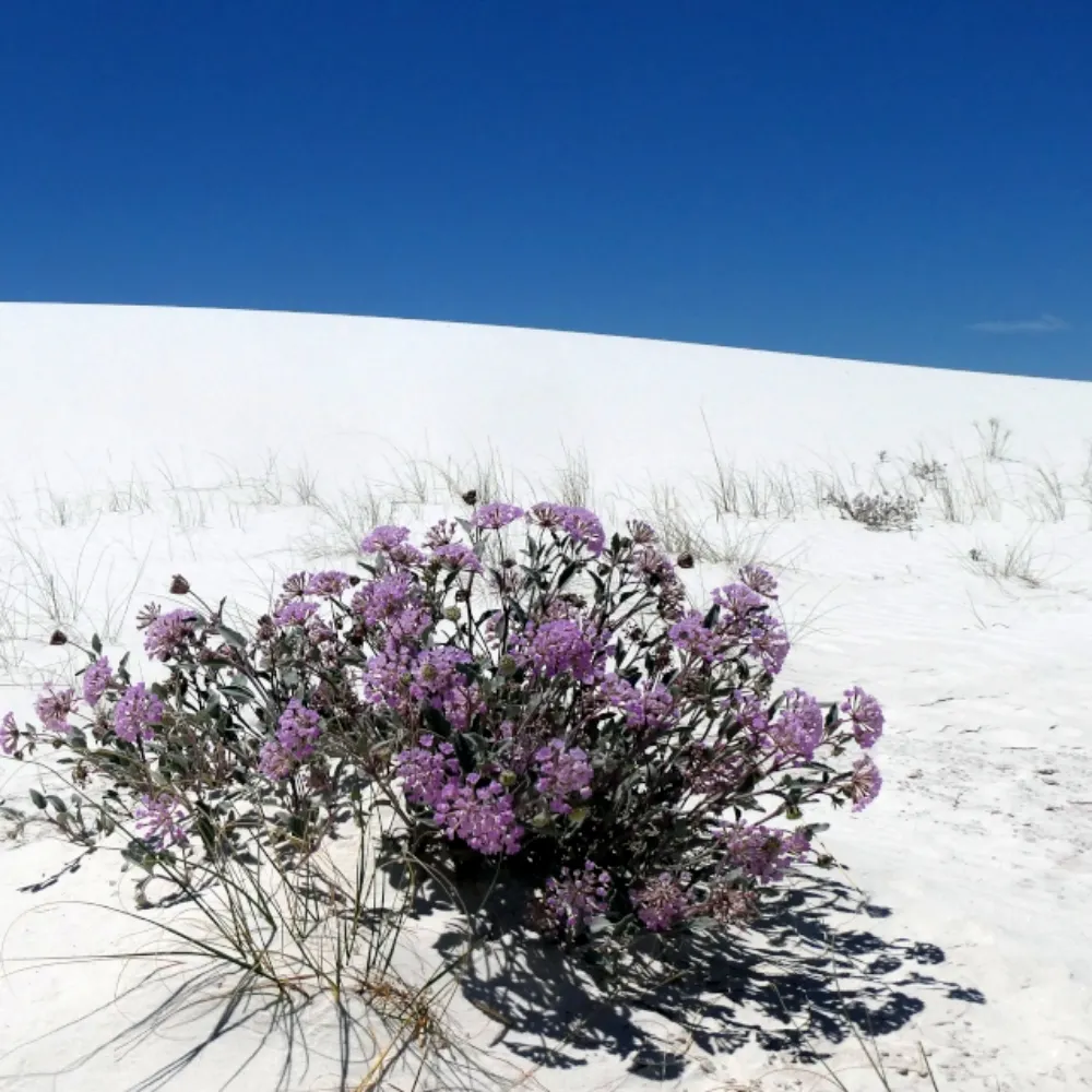 datamule.bsky.social's profile picture