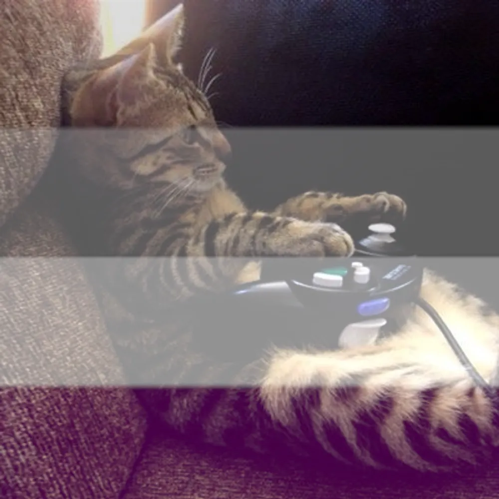 madcatpersonal.bsky.social's profile picture