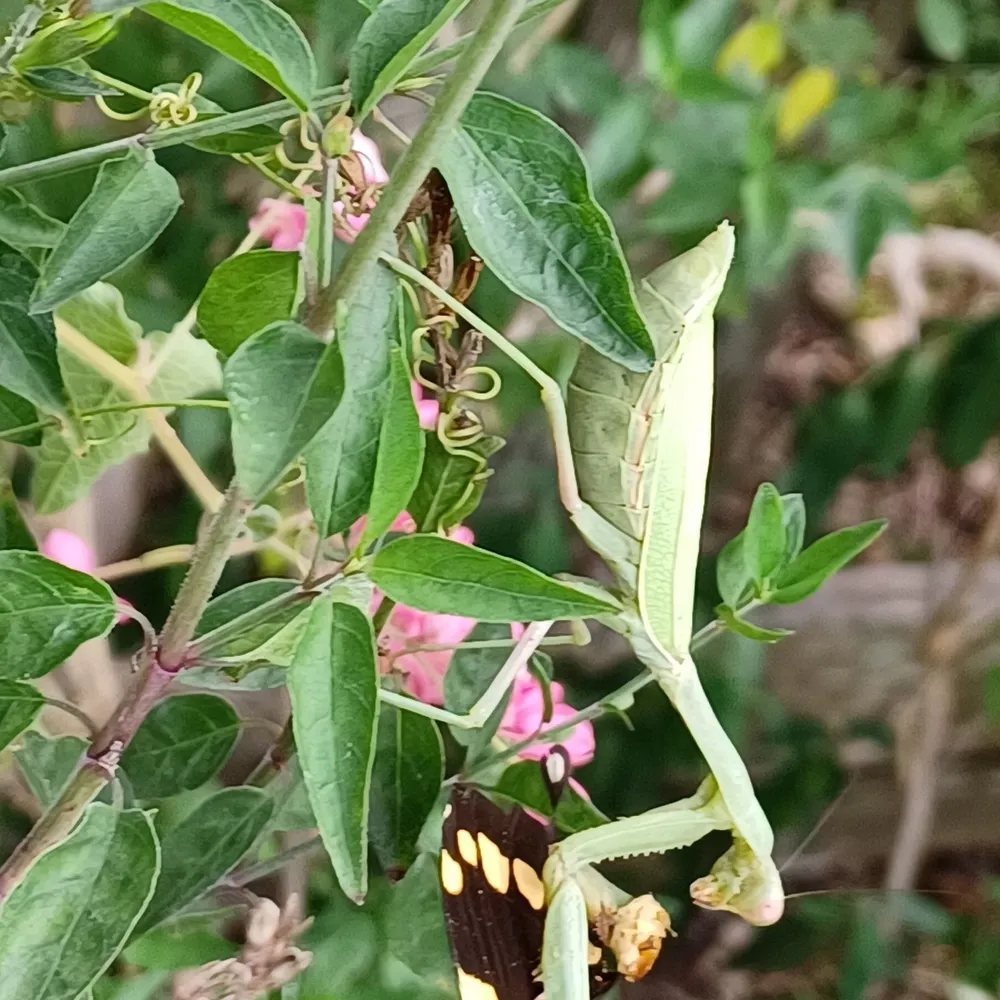 nativeplant5.bsky.social's profile picture