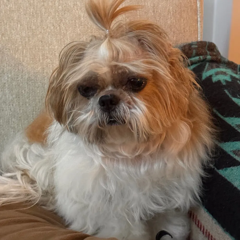 lc21.bsky.social's profile picture