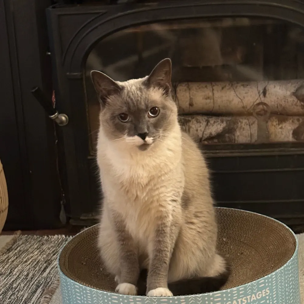 bluefae.bsky.social's profile picture