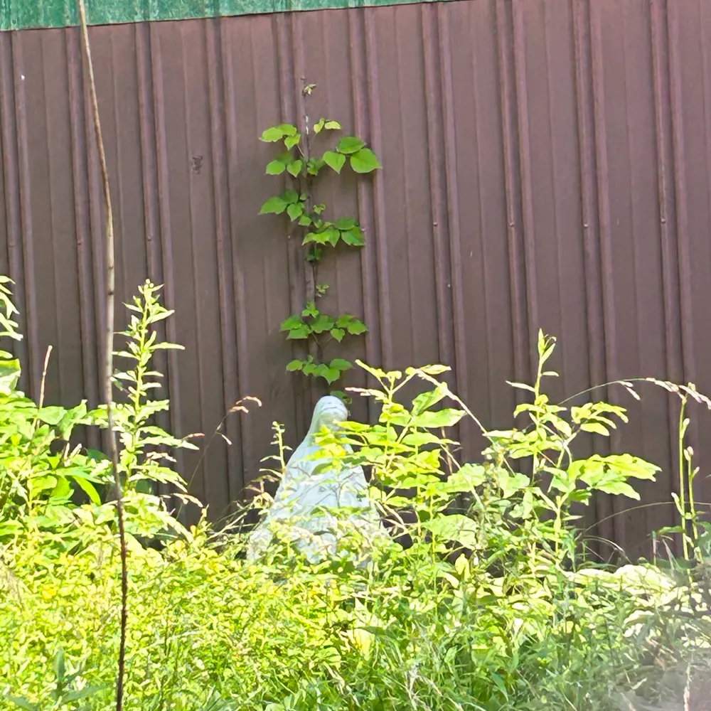 oliverchinsky.bsky.social's profile picture