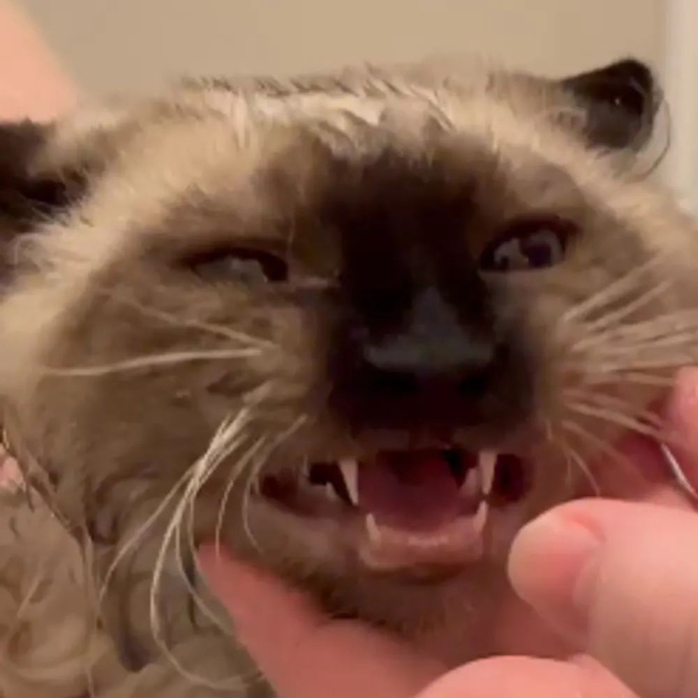 miainsel.bsky.social's profile picture