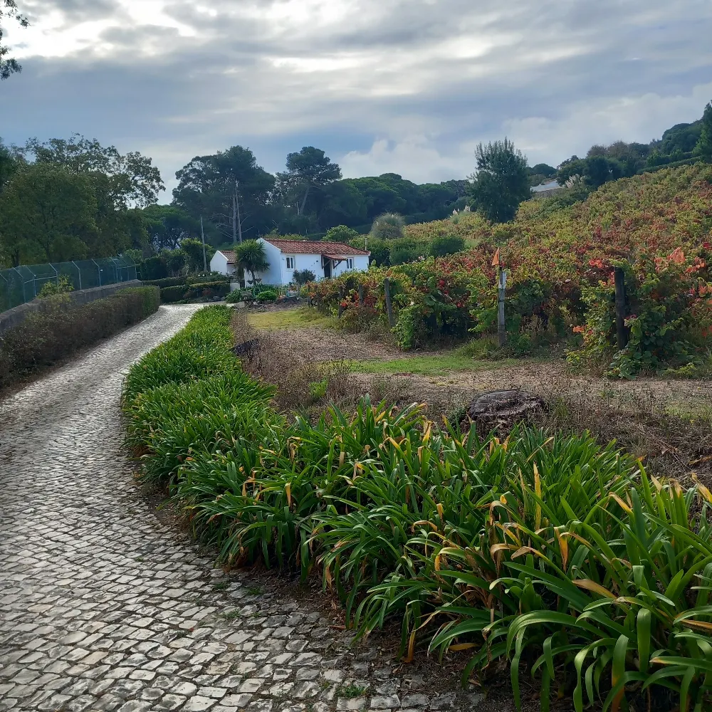 sallyrose.bsky.social's profile picture