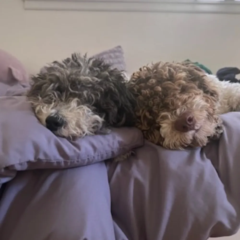 scoootchover.bsky.social's profile picture