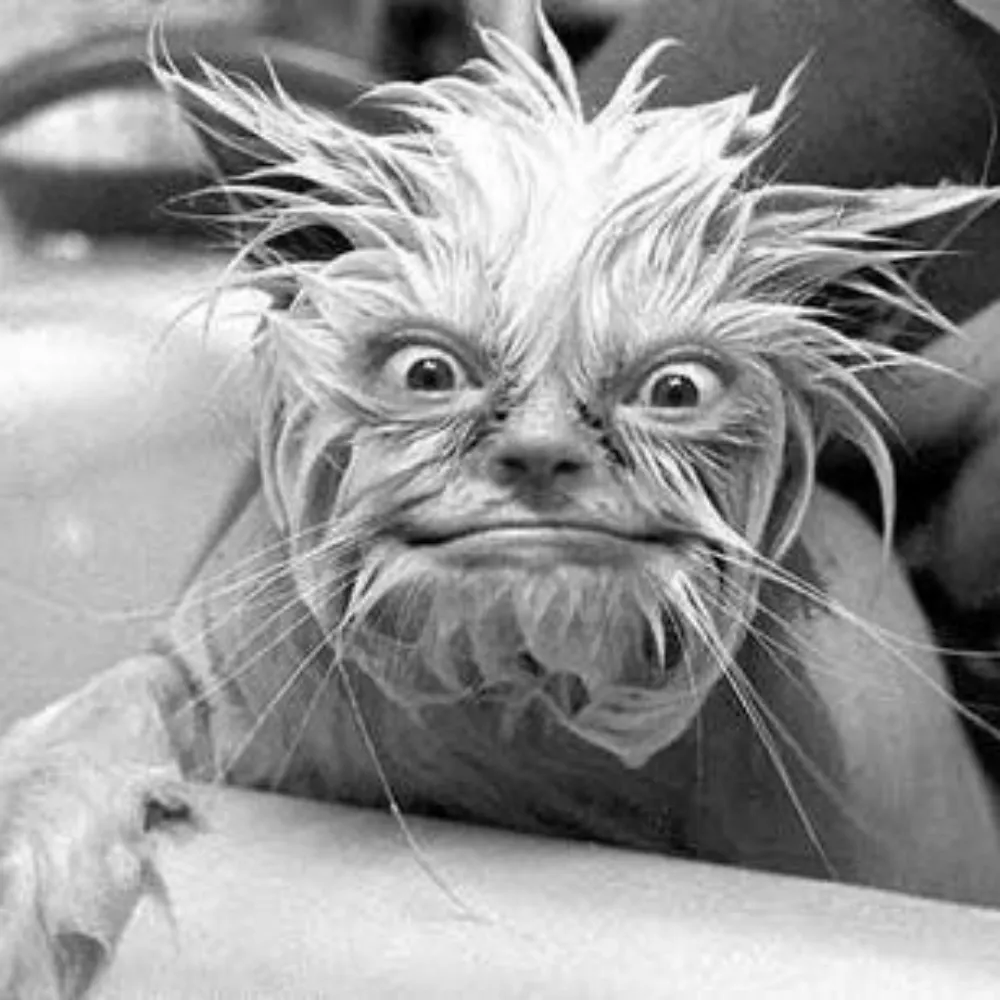 rainforestseeker.bsky.social's profile picture