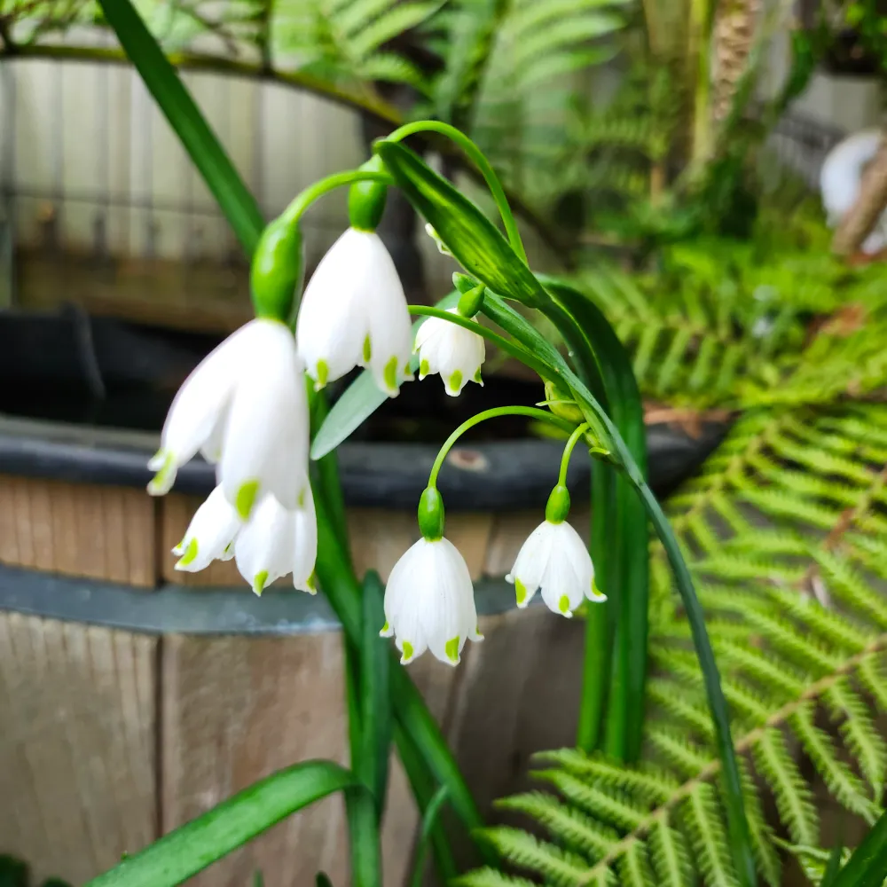 jutjutjoanney.bsky.social's profile picture