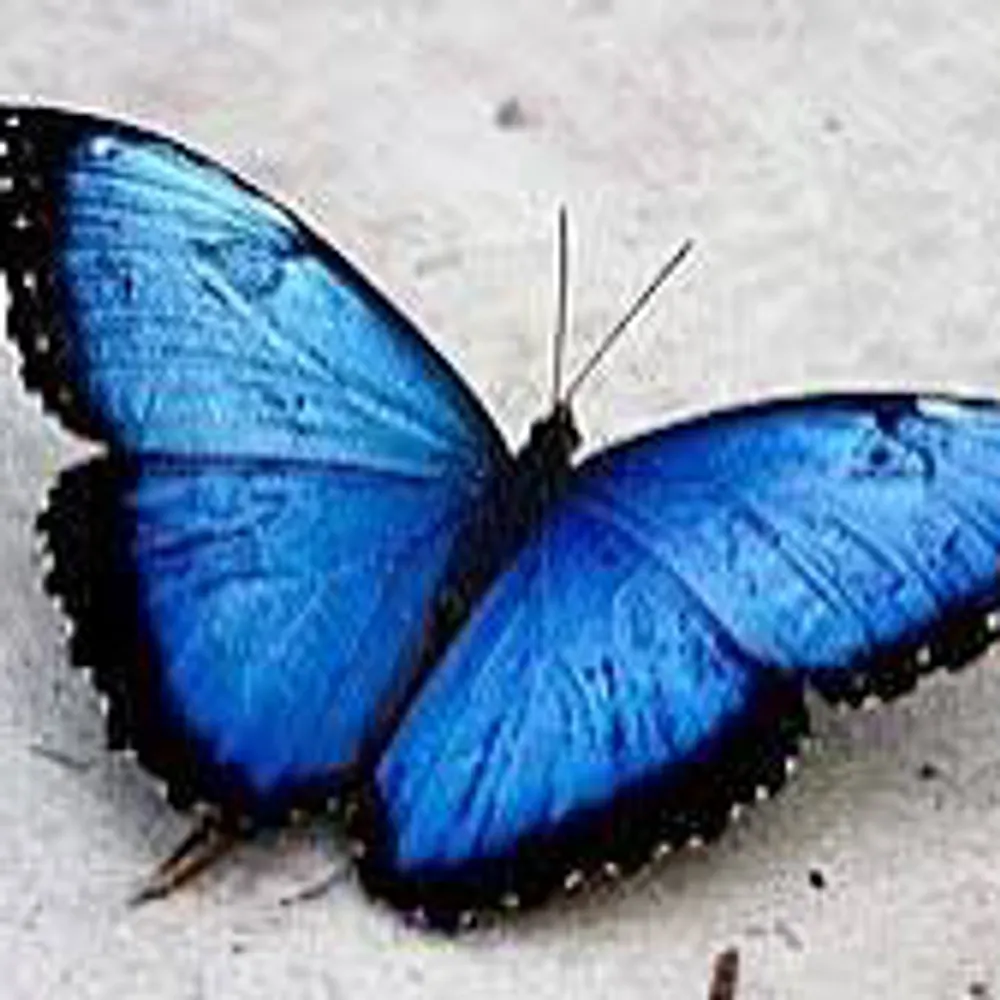 vehementsack.bsky.social's profile picture